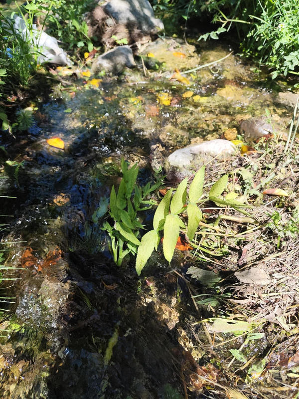 Quelle plante aquatique (3)