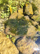 Quelle pllante aquatique (1)