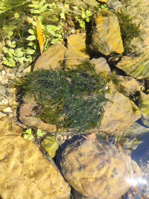 Quelle pllante aquatique (1)