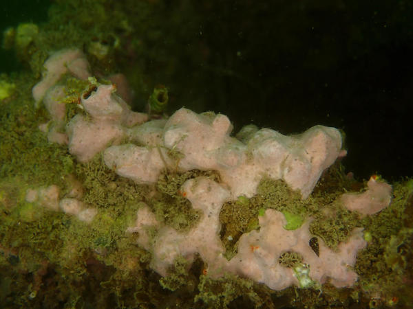 Quelle serait cette éponge ?