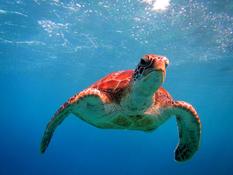 Quelle tortue ?