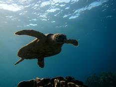Quelle tortue ?