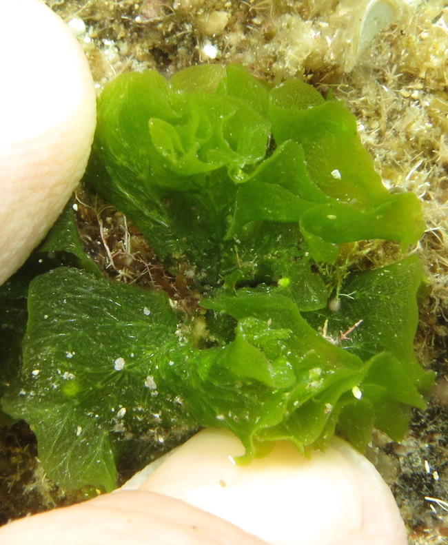 Coucou Véro,<br /><br />je pense plus à cette algue verte veinée et rigide au touché : <em>Anadyomene stellata</em> (Wulfen) C.Agardh, <a href="htt...