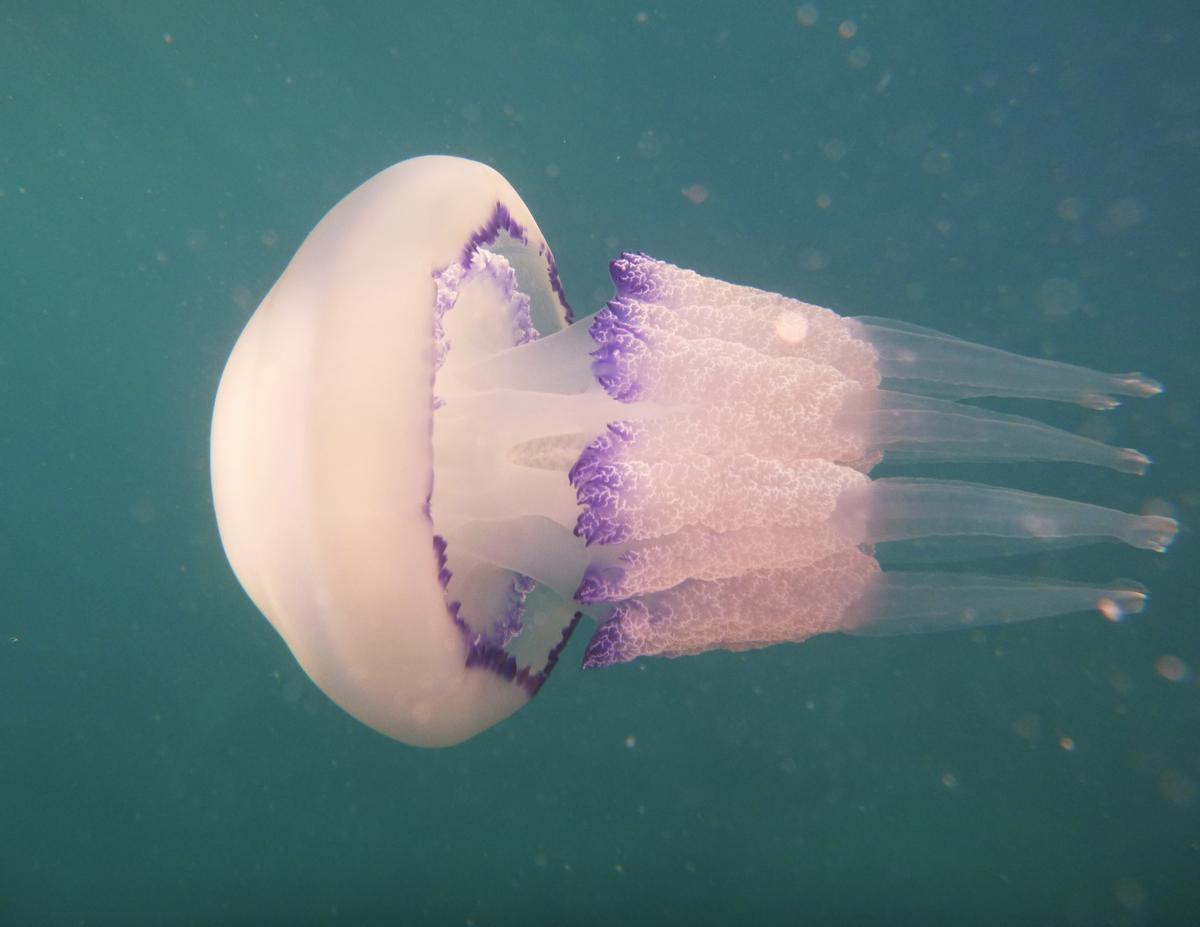 <p>Bonjour, merci pour votre réponse, en photo un Rhizostome  que j'ai surpris en méditerranée, je n'avais pas fait le rapprochement ...peut-être u...
