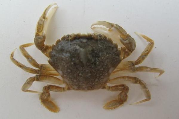 quelles espèce de crabe ? 