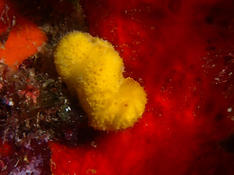 quelles est cette petite éponge jaune ?