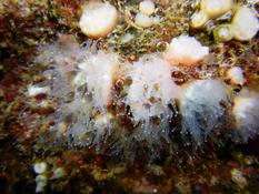 Quelqqu'un saurait-il le nom de "ces flocons de neige" sous marins 