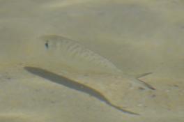 Quelqu'un connait-il ce petit poisson de l'île Maurice