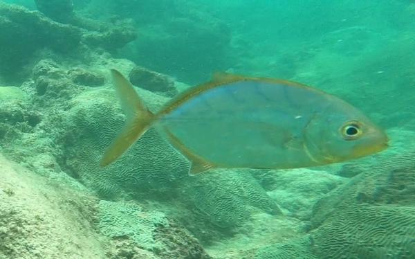 Quelqu'un peut-il identifier ce poisson?