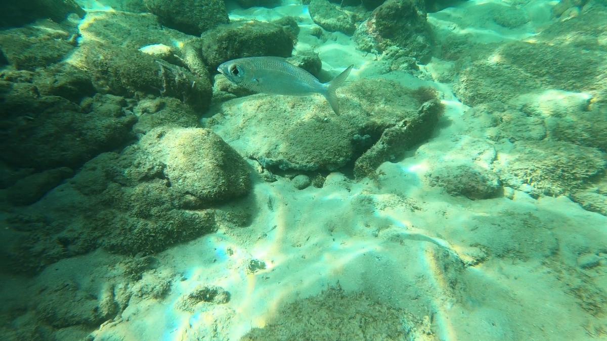 Quelqu'un peut il identifier ce poisson?