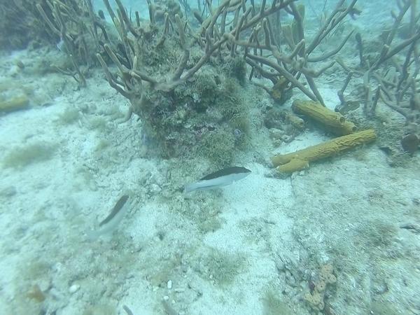 Quelqu'un peut-il m'aider à identifier ce poisson?