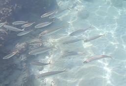 Quelqu'un peut-il m'aider à identifier ces poissons?