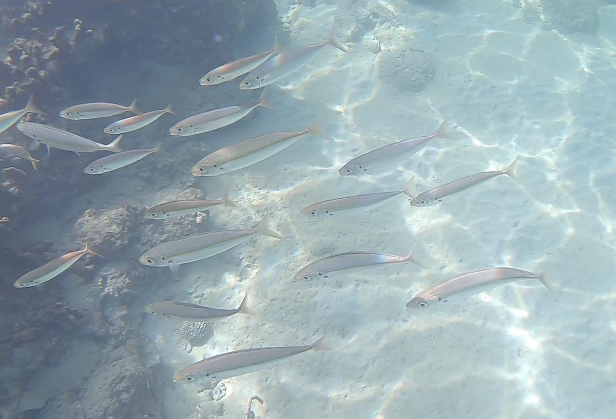 Quelqu'un peut-il m'aider à identifier ces poissons?