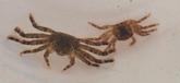 Quelqu'un peut-il me donner l'espèce de ces petits crabes?