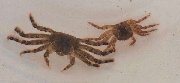 Quelqu'un peut-il me donner l'espèce de ces petits crabes?