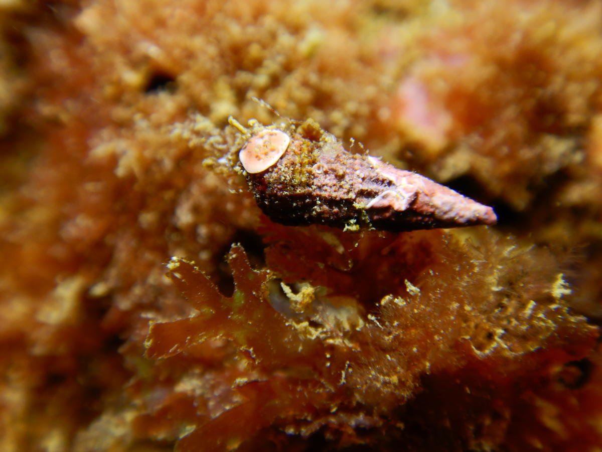 Quelqu'un saurait il le nom de ce coquillage ???