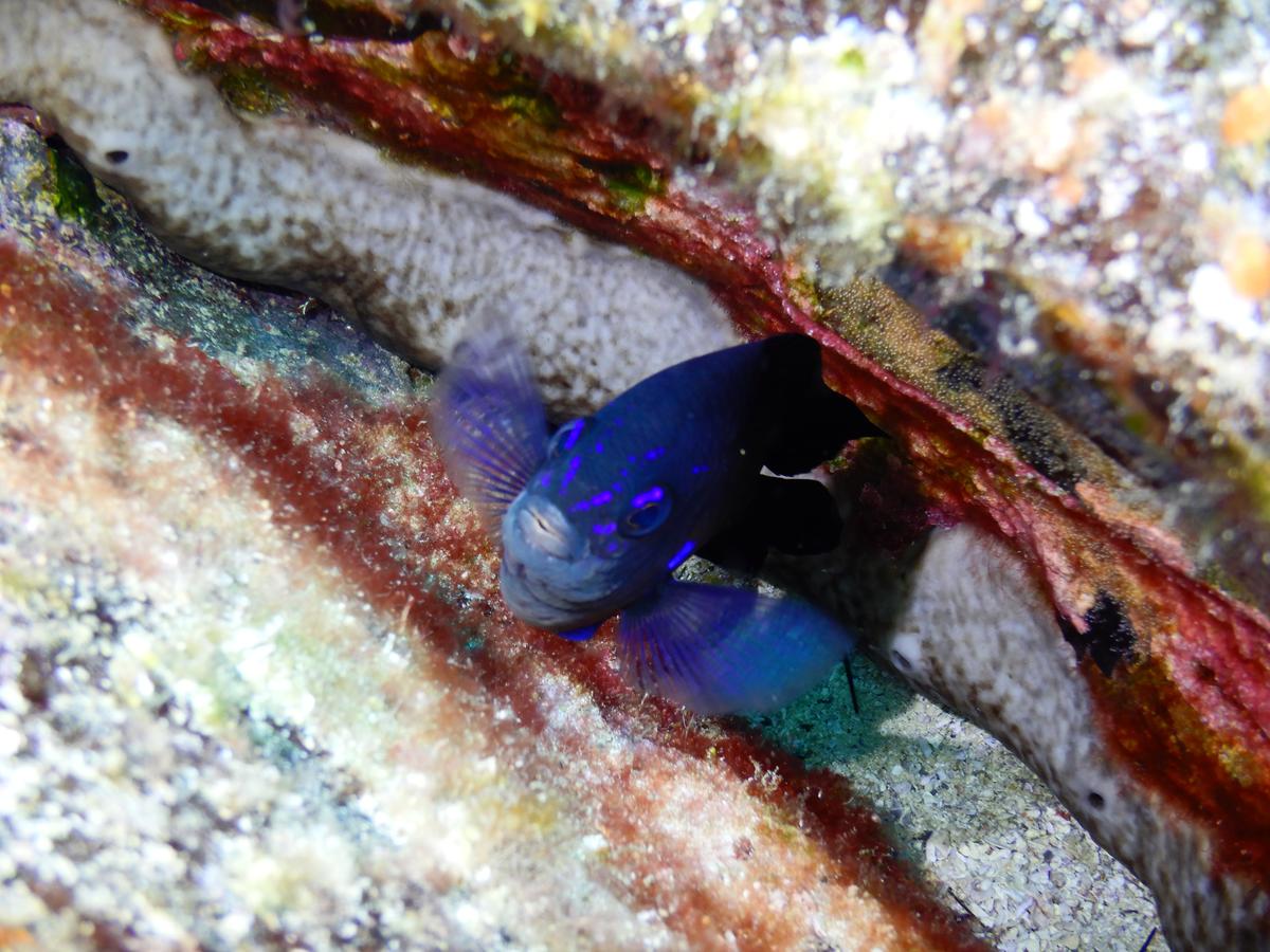 Quelqu'un saurait-il le nom de ce joli petit poisson bleu ???