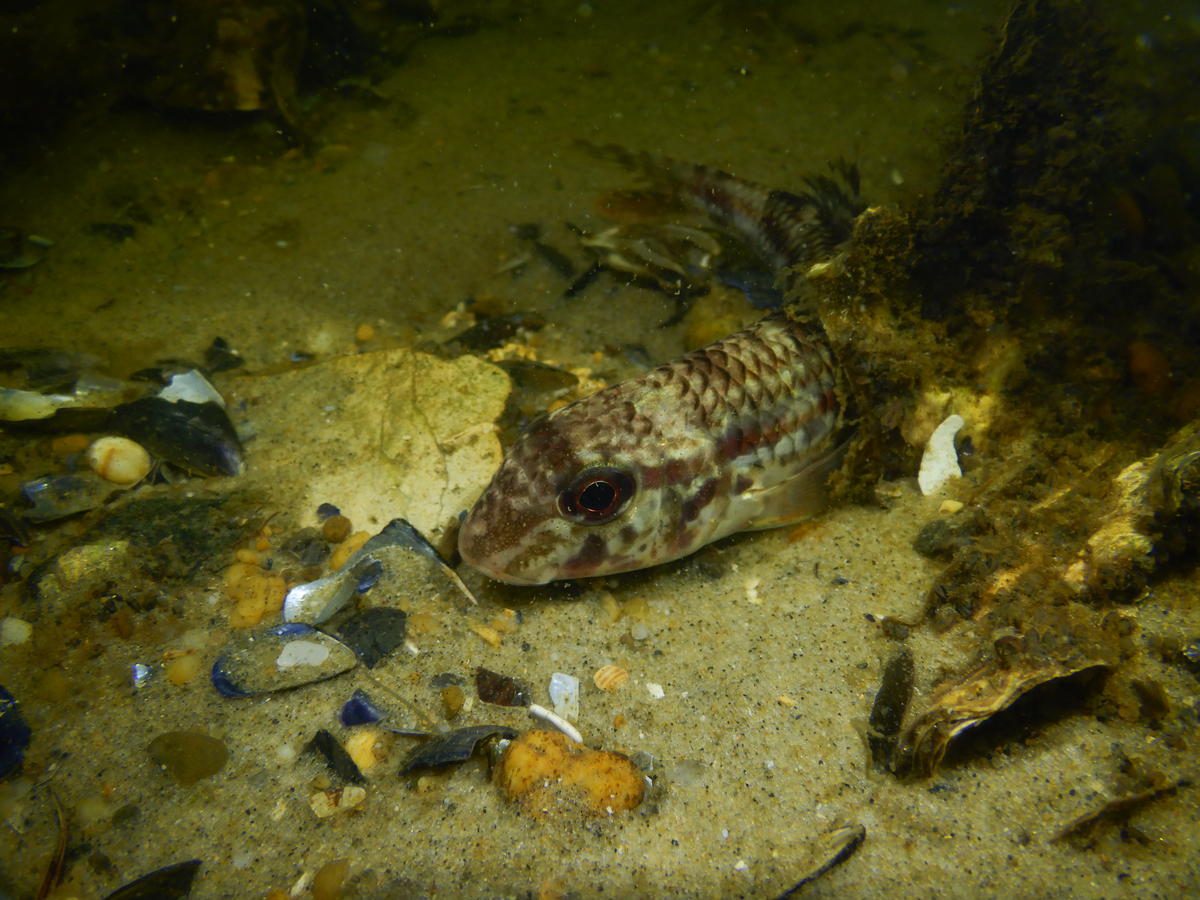 Quelqu'un saurait-il le nom de ce poisson  ????? merci d'avance