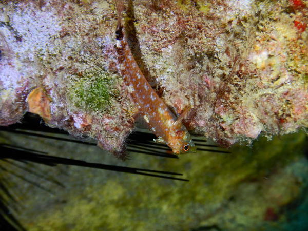 quelqu'un saurait-il le nom de ce poisson renversant :-))