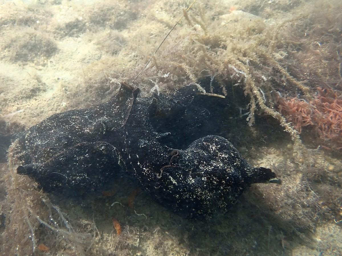 Quels lièvres de mer ?