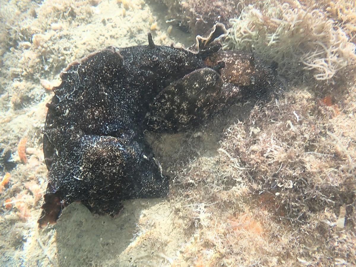 <p>Un autre couple ce même jour à proximité.</p>