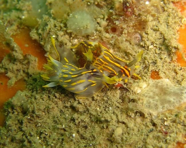 Quels nudibranches du Morbihan ?