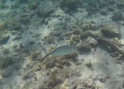 Quels poissons de la Guadeloupe ?