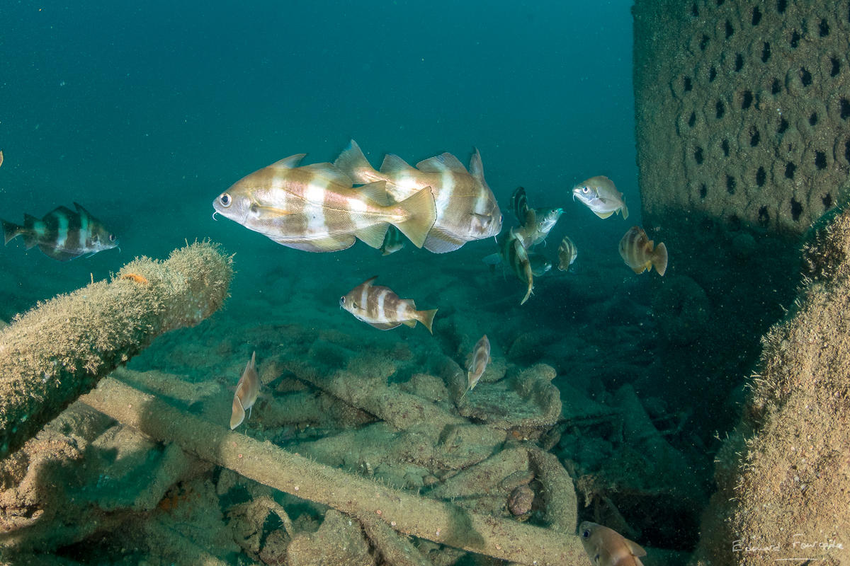 Quels poissons ??? Merci d'avance