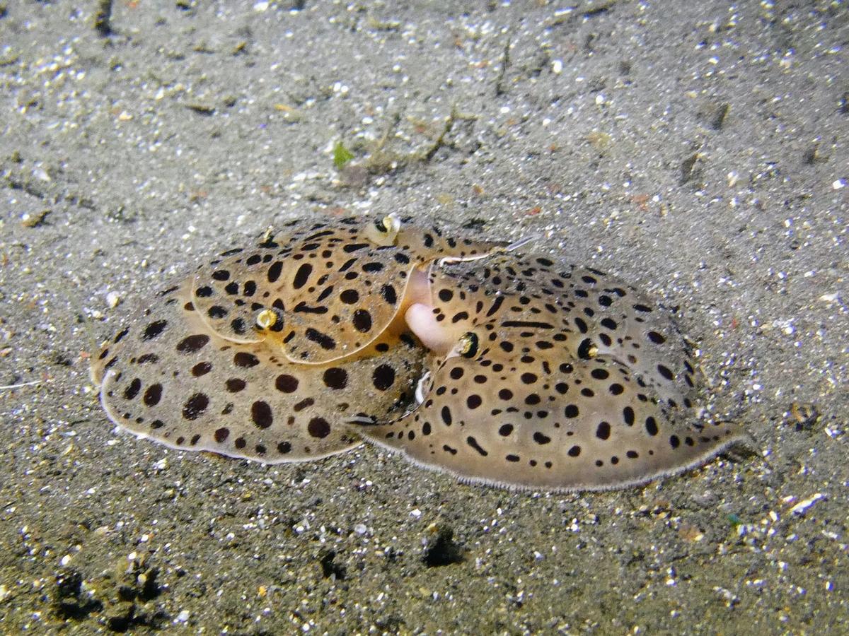 Quels sont ces deux animaux ?