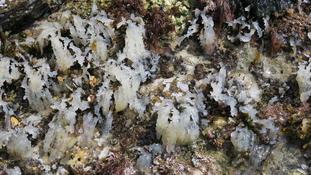 Quels sont ces organismes blancs?