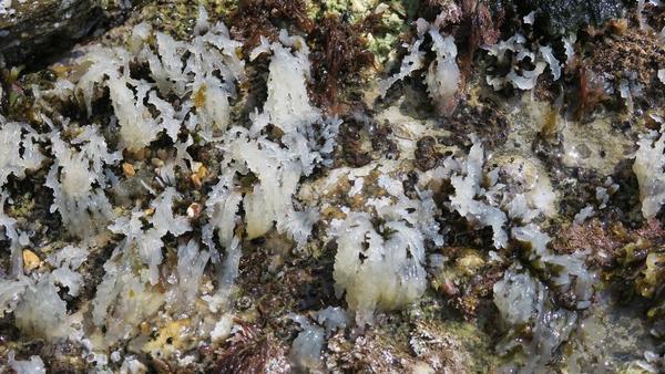 Quels sont ces organismes blancs?