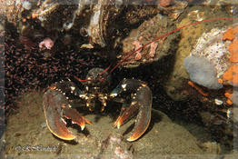 Quels sont ces petits(crustacés ou larves) qui gravitent devant le homard ?