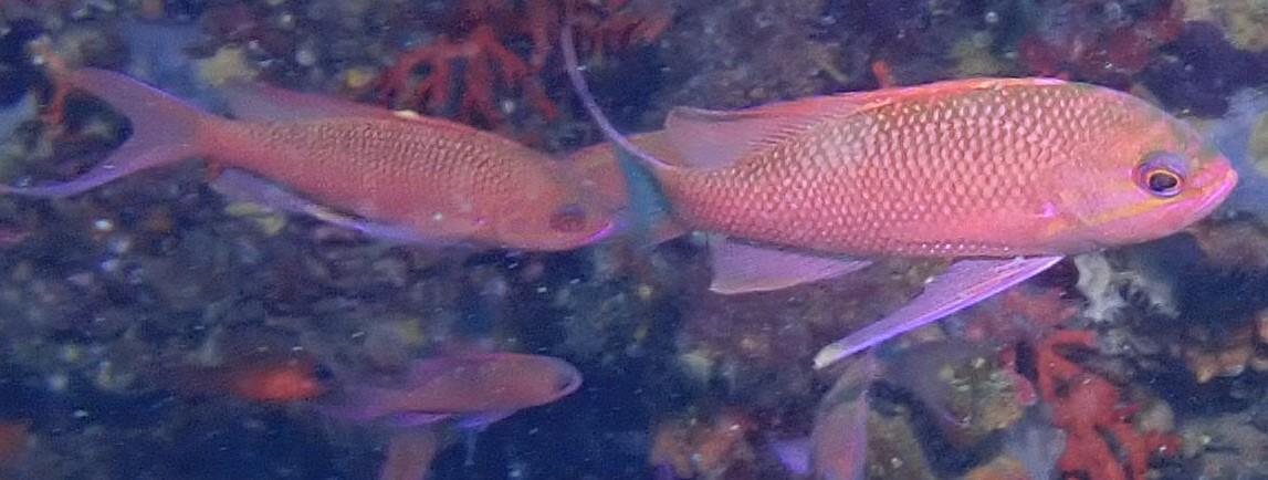 quels sont ces petits poissons rouges et mauves svp ?