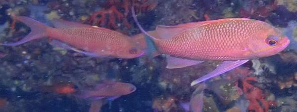 quels sont ces petits poissons rouges et mauves svp ?
