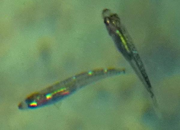 Quels sont ces poissons (alevins) ?