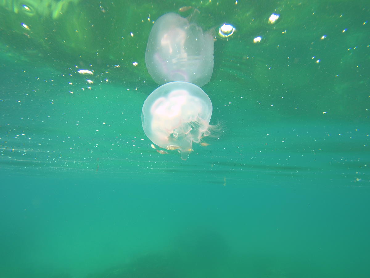 Quels sont ces poissons qui cherchent refuge auprès de cette méduse ?