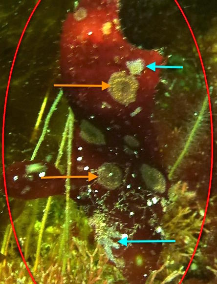 <p>
	Bonjour,
</p><p>
	Pour les bryozoaires encroûtant cette algue rouge, il y en a au moins deux.<br>
	La qualité de la photo ne permet pas un...