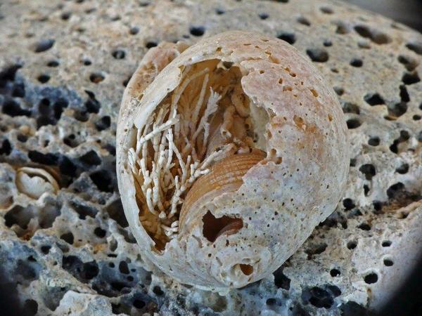 Quels sont les occupants de ce mollusque en ruine échoué sur la plage?