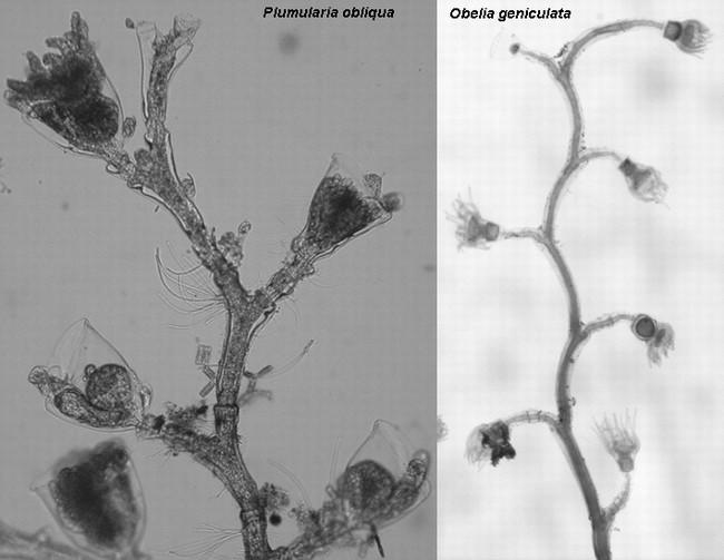 Ci-contre, une photo pour montrer les similitudes et les différences entre les colonies de P. obliqua et O. geniculata.