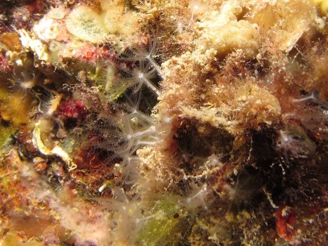 Je désarchive ce très vieux post car je crois avoir vu le même (photo).<br />Mais la taille des polypes d'Alcyonium (rouge, à gauche) me paraît rel...