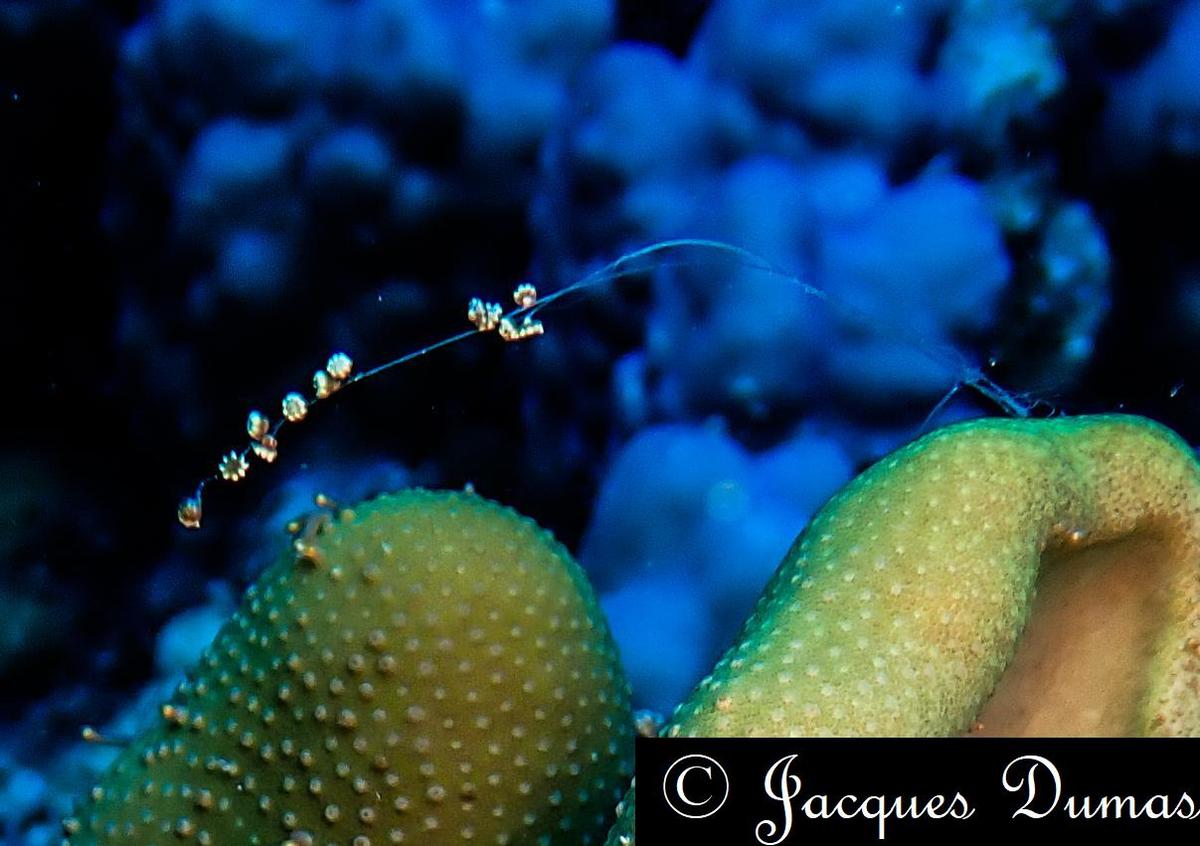 Question identification de corail et plus