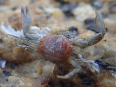 Questions sur Pisidia longicornis