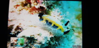 Qui connaît le nom de la petite bébête nudibranche de Nosy Be?