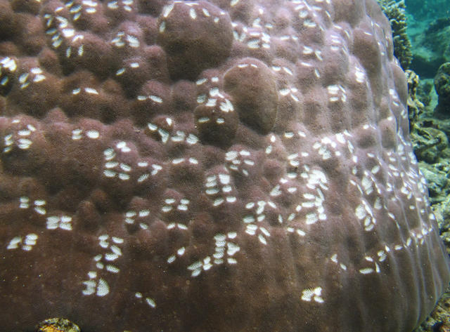 <p>Oui et non... </p><p>1) Les perroquets attaquent en effet plus volontiers les bourrelets des coraux massifs (par exemple la base en "ourlet" des...