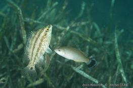 QUI NETTOIE LES POISSONS NETTOYEURS ??