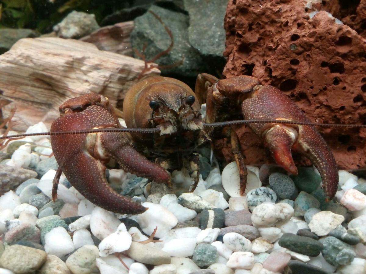 Qui peut caractériser ce crustacé pêché le 08/04/2021 en mer du Nord à 1,5 mètre de profondeur ?