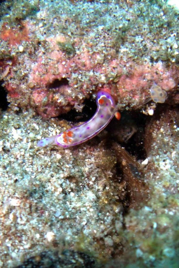 Qui peut identifier ce nudibranche ?