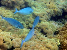 Qui peut m'aider à mettre un nom sur ces poissons bleus?