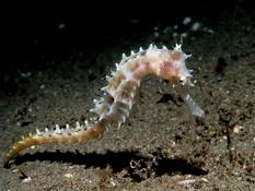Qui peut me confirmer qu'il s'agit de Hippocampus Histrix ?