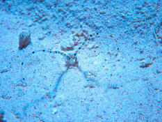 Qui peut me dire ce que c’est